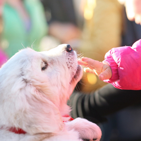 Honden bij kinderen… ja of nee?