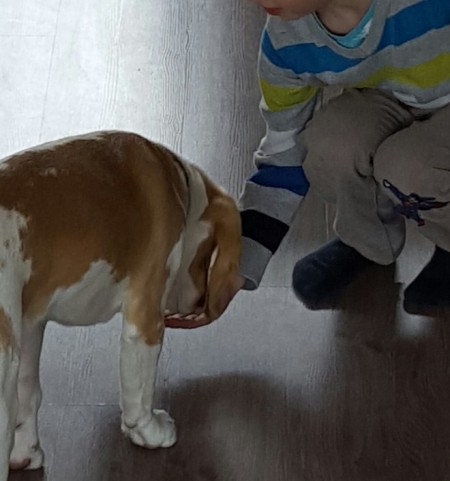 Kinderen en honden