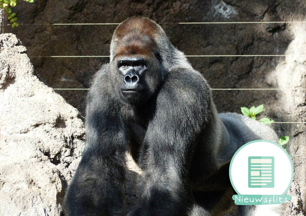 Je kind in een gorillaverblijf. Eigen schuld?