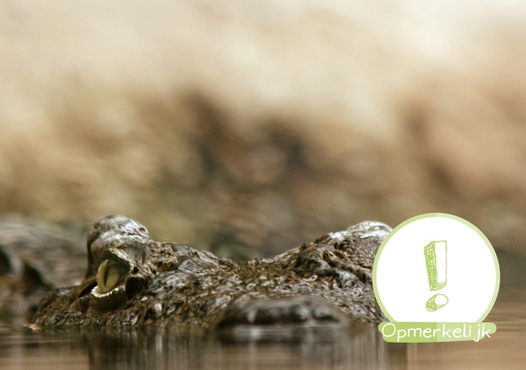 Natuurlijk is het leven van een kind meer waard dan een dier!