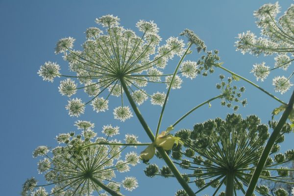 hogweed