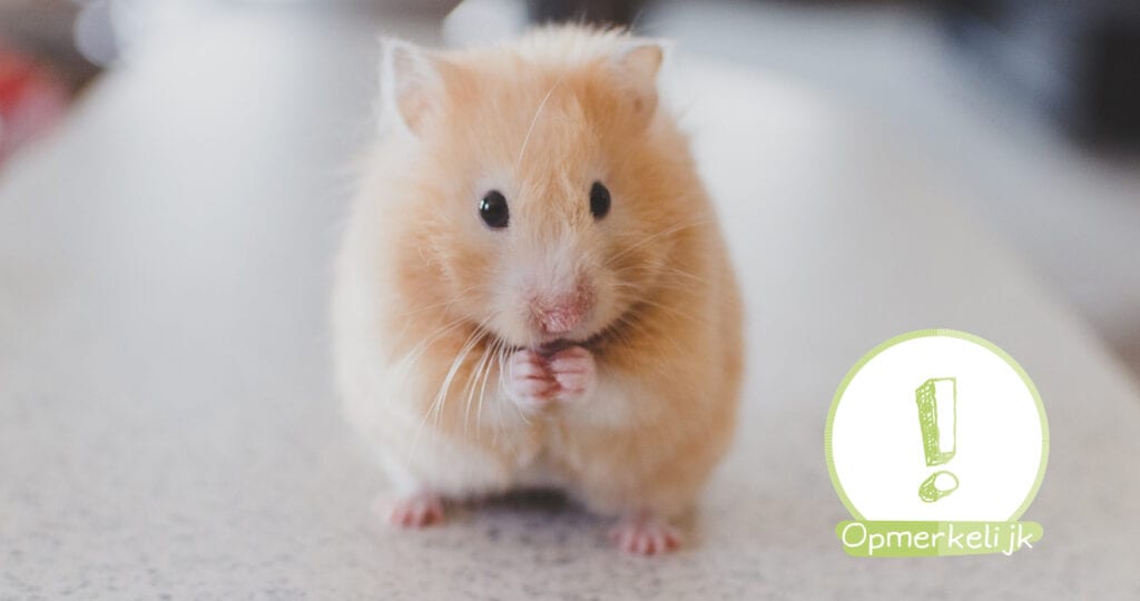 Viral post zorgt voor paniek: Heb ook jij je hamster levend begraven?