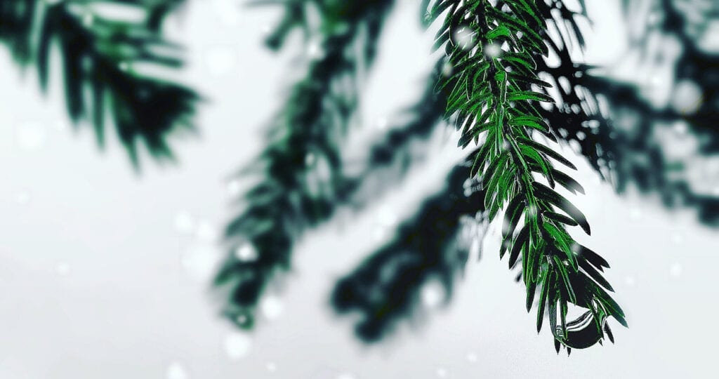 Echte kerstbomen zitten vol ongedierte…