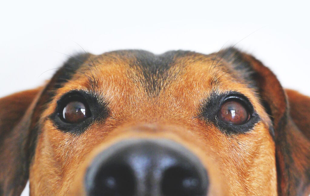 Maak je eigen Spotify playlist voor huisdieren