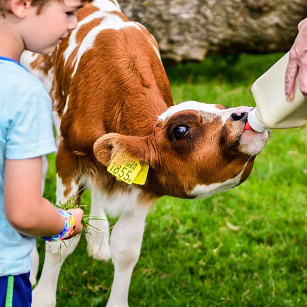 Speelboerderij de Drentse Koe