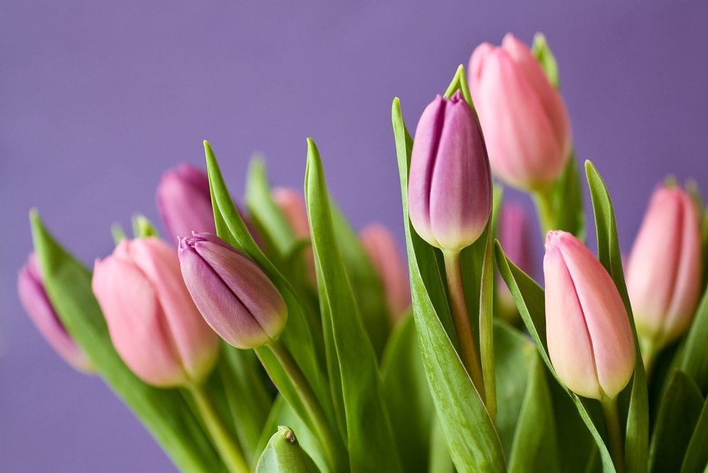 Laat je tulpen langer bloeien met deze tip