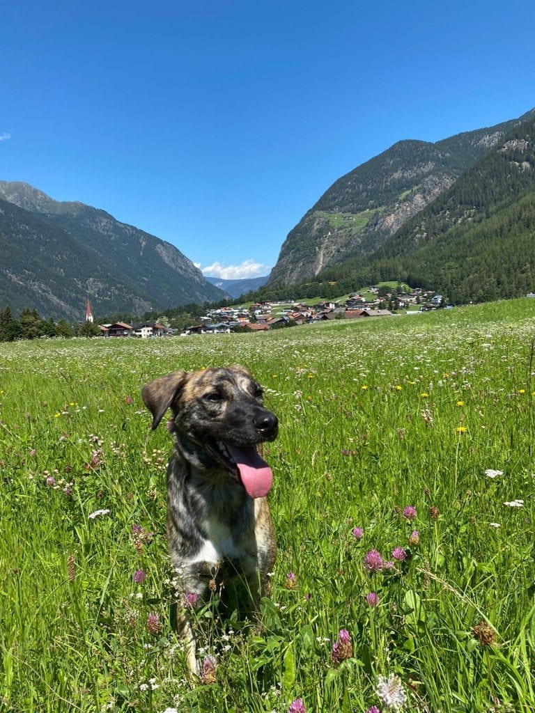 Hond mee op campervakantie