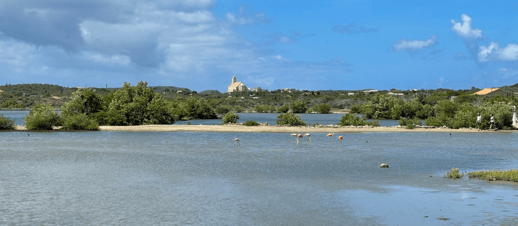 Voordelen wonen op Curacao Flamingo's