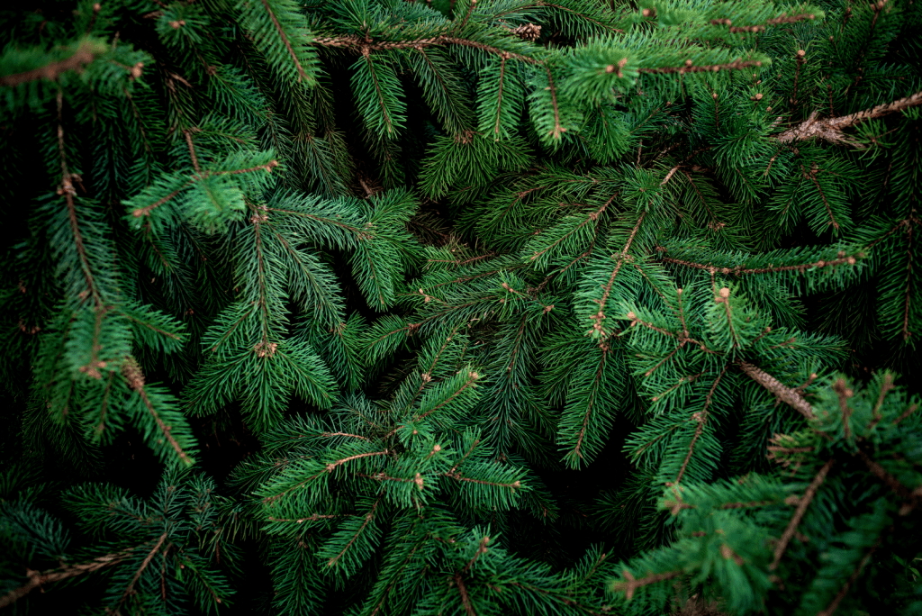 Kerstboom bestellen online. Heerlijk makkelijk!