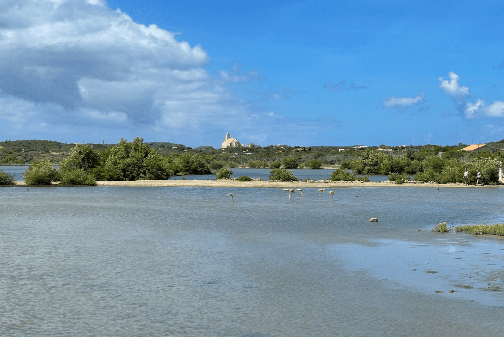 Flamingo's Curacao