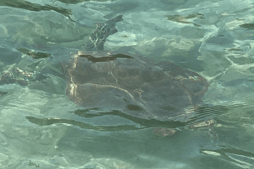 Vakantie Curacao 2022: met schildpadden zwemmen Daaibooi