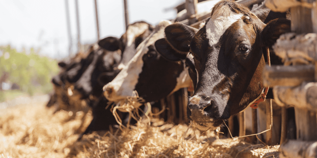 Gratis uitjes Friesland: IJsboerderij de Buterkamp in Oudemirdum