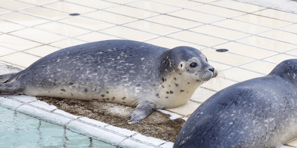 Gratis uitjes Friesland: Zeehondenopvang Pieterburen